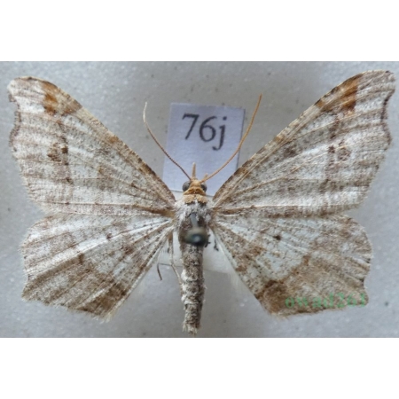 Macaria alternata (Denis & Schiffermüller, 1775) male Witalnik zmiennik Czech76j